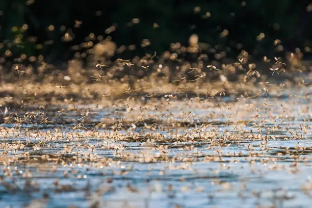 Annual swarm of long-tailed mayfly on Tisza river in Serbia.