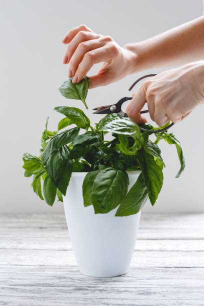 istock Fresh basil herb in flower pot with female hands on the white table on white background. 1248504772