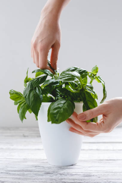 istock Fresh basil herb in flower pot with female hands on the white table on white background. 1248504775