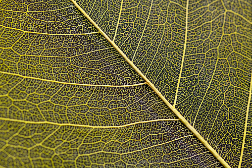 Fiddle-leaf fig tree (Ficus lyrata) leaf detail.