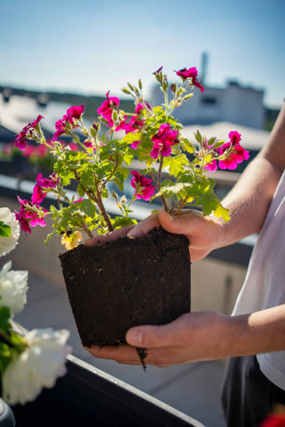 istock men Sardinia flower plantings 1248508105