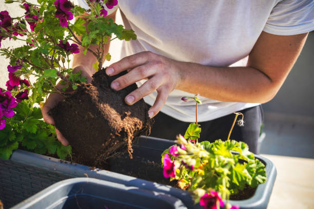 istock men Sardinia flower plantings 1248508583