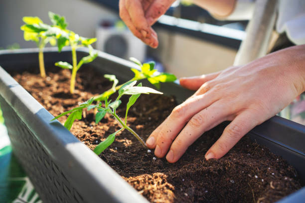 istock Tomato seed planting in flower pot 1248508587