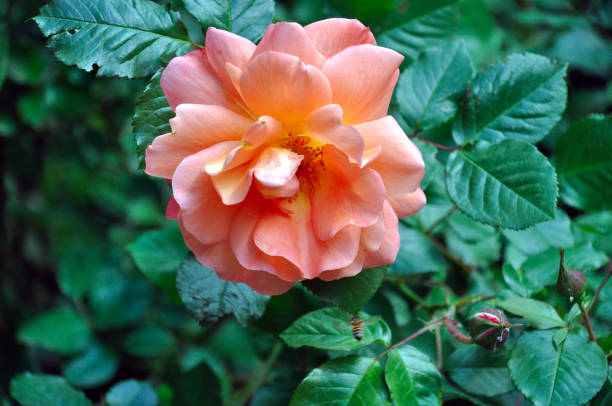 istock coral rose flower on a green lawn 1248508663
