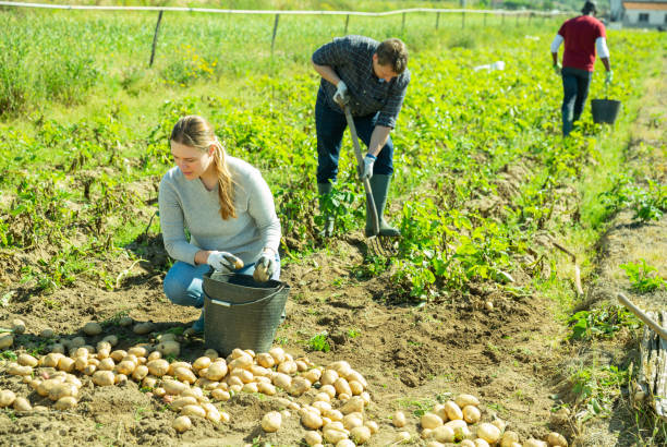 istock Farm couple harvesting early potatoes 1248508687