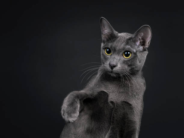 istock Young Korat cat on black background 1248509571