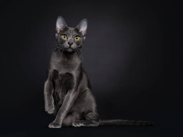 istock Young Korat cat on black background 1248509574