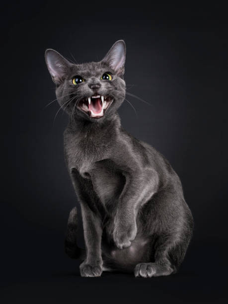 jeune chat de korat sur le fond noir - sifflement photos et images de collection