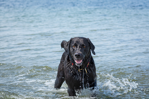 A happy and playful black labrador retriever dog swim and play in the ocean. Blue ocean and water splash