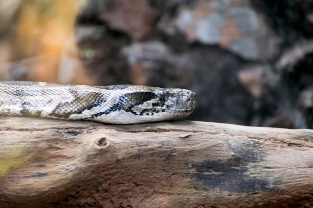 Asia Rock Python 40+ Asian Rock Python fotos de stock, imagens e fotos royalty-free - iStock