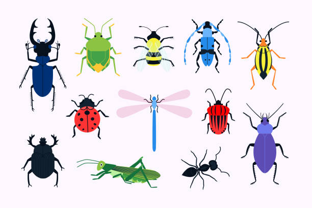 bildbanksillustrationer, clip art samt tecknat material och ikoner med insekter - pentatomidae