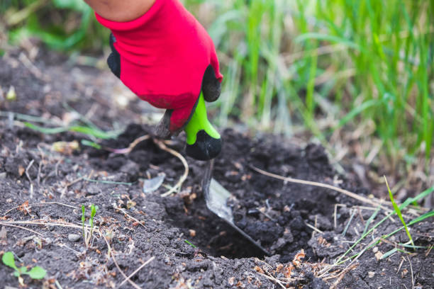 istock Planting seedlings in the garden 1248514116