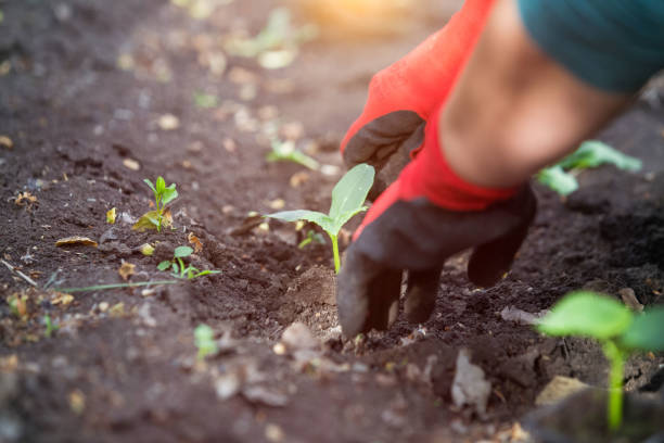 istock Planting seedlings in the garden 1248514122