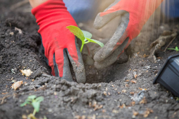 istock Planting seedlings in the garden 1248514190