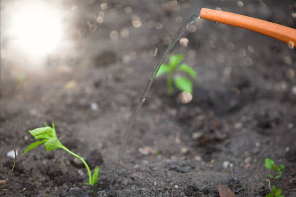 istock Planting seedlings in the garden 1248514203