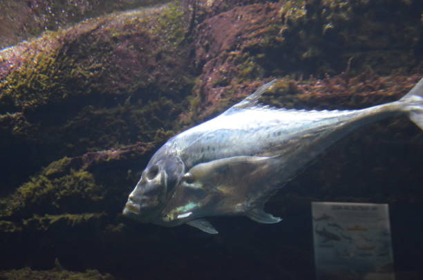 istock Lockdown fish Selene dorsalis Atlantic, aquarium Berlin Germany 1248514750