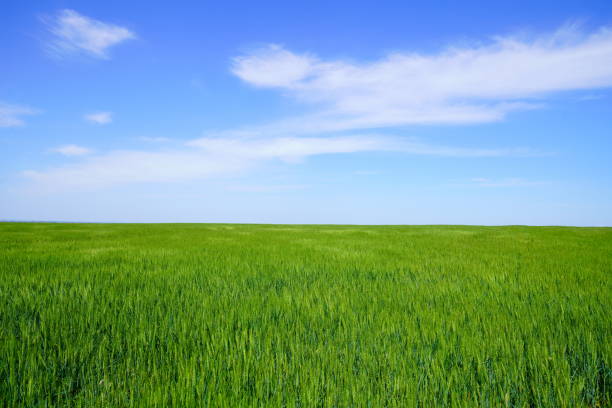 Green wheat field and white clouds on a sunny day.