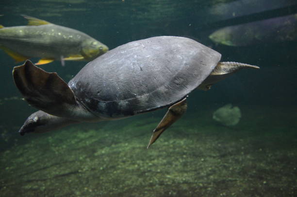 istock A Turtle, a Berlin aquarium, Germany 1248518235