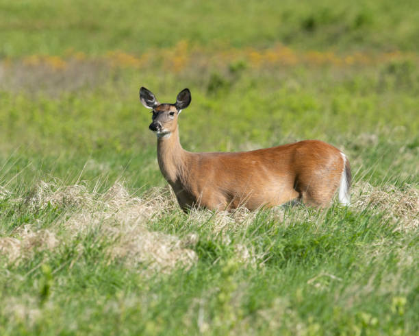 Doe isolated in field stock photo