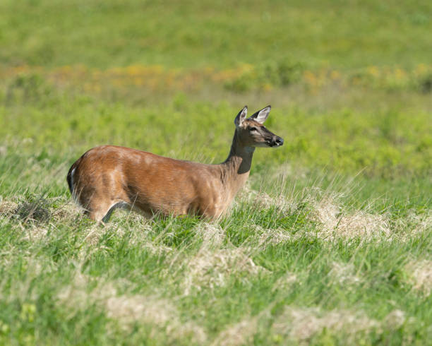 Doe isolated in field stock photo