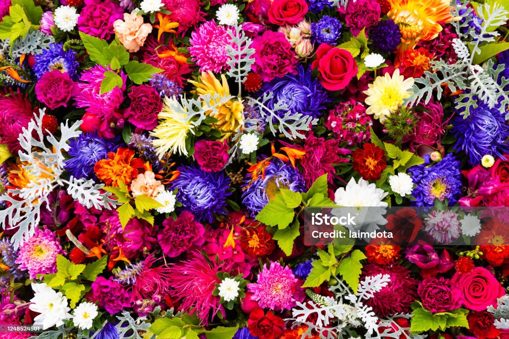 Foto de Belas Flores Coloridas De Outono Aster Cravo E Flores De Rosas  Vista Superior e mais fotos de stock de Flor - iStock
