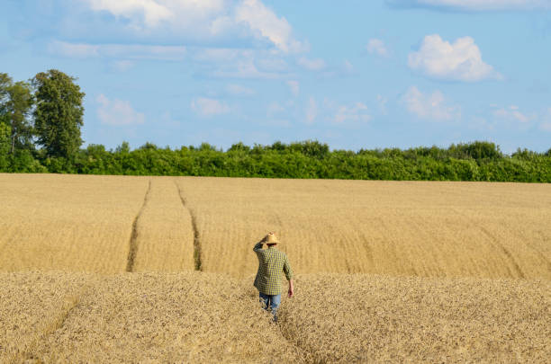 istock Farm worker in straw hat checks corn field summer day 1248524610
