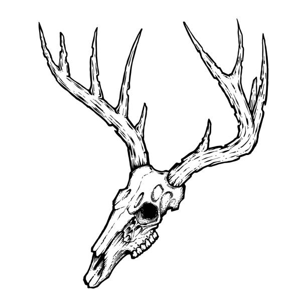 illustrations, cliparts, dessins animés et icônes de crâne de cerf sur blanc, dessiné à la main illustration vectorielle vintage. signe et symbole de conception de tatouage. - deer skull
