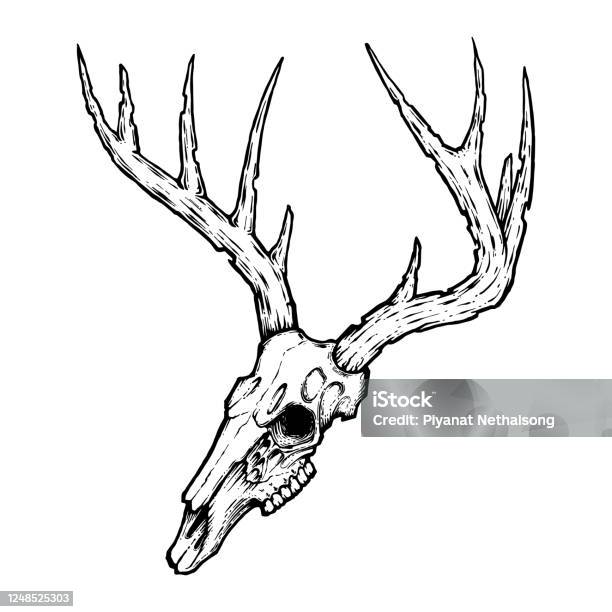 Deer Skull On White Hand Drawn Vintage Vector Illustration Tattoo Design  Sign And Symbol Stock Illustration - Download Image Now - iStock