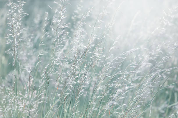 istock Grass field on blurred background in sun light 1248525884