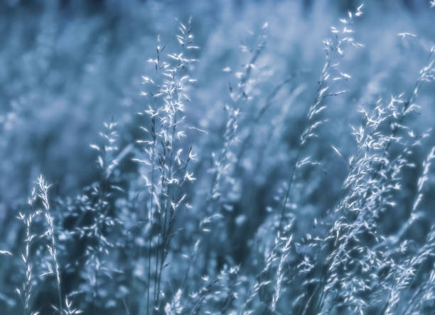 istock Grass field on blurred background in sun light 1248525904