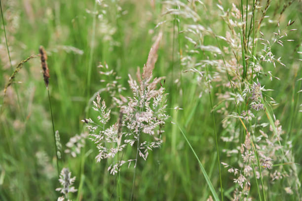 istock Grass field on blurred background in sun light 1248525928