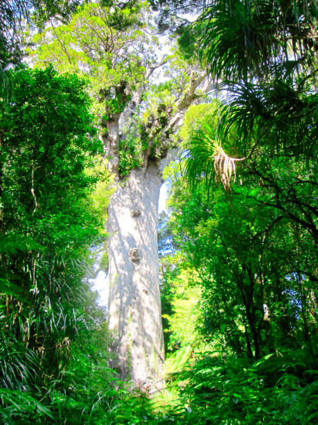 Large Kauri Tree A huge tree in the forest waipoua forest stock pictures, royalty-free photos & images