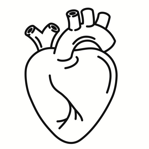 인간 심장 장기 개요 아이콘. 선형 스타일 기호입니다. 하트 라인 아트. 벡터 그래픽 - human cardiovascular system heart shape human hand healthy lifestyle stock illustrations