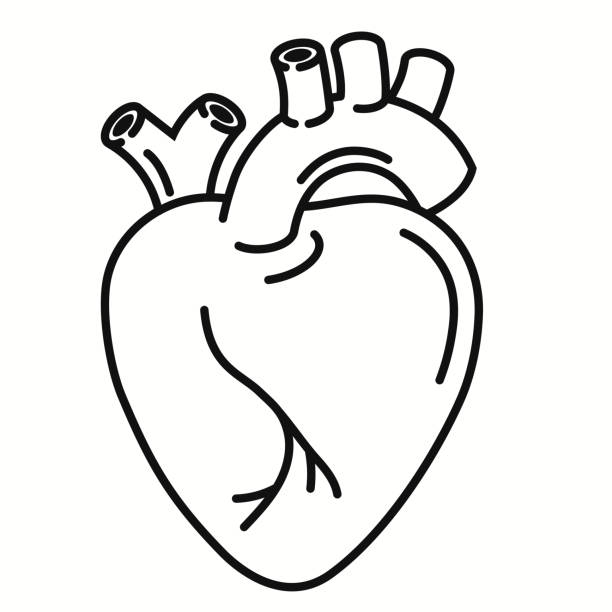 Human Heart organ outline icon. linear style sign. Heart line art. Vector graphics Human Heart organ outline icon. Anatomy symbol, Cardiology linear style sign. Heart line art. Vector graphics human heart sketch stock illustrations
