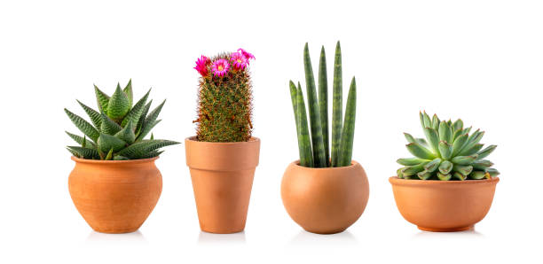 colección de varios cactus y suculentas - terra cotta pot fotografías e imágenes de stock