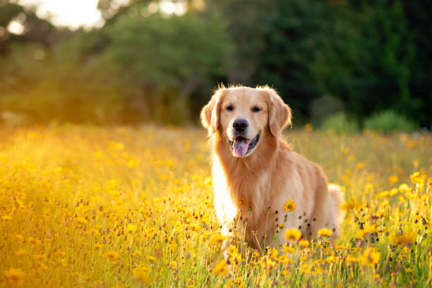 golden retriever en el campo con flores amarillas. - golden retriever fotografías e imágenes de stock