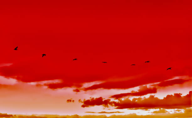 istock Birds in formation flying in cloudy sky 1248531475