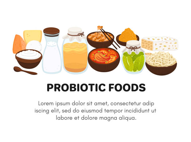 Vector probiotic foods. Best sources of probiotics. Beneficial bacteria improve health Vector probiotic foods. Best sources of probiotics. Beneficial bacteria improve health. Design is for label, brochure, menu, poster, advertising banner, article about diets, healthy proper nutrition kombucha jar stock illustrations
