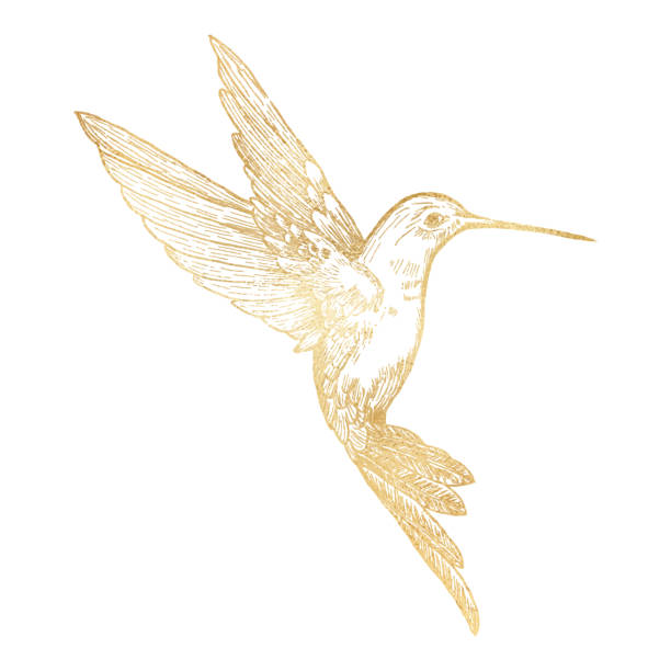ilustraciones, imágenes clip art, dibujos animados e iconos de stock de colibrí de abeja de oro aislado. elemento de diseño clip art pintado a mano. - colibrí