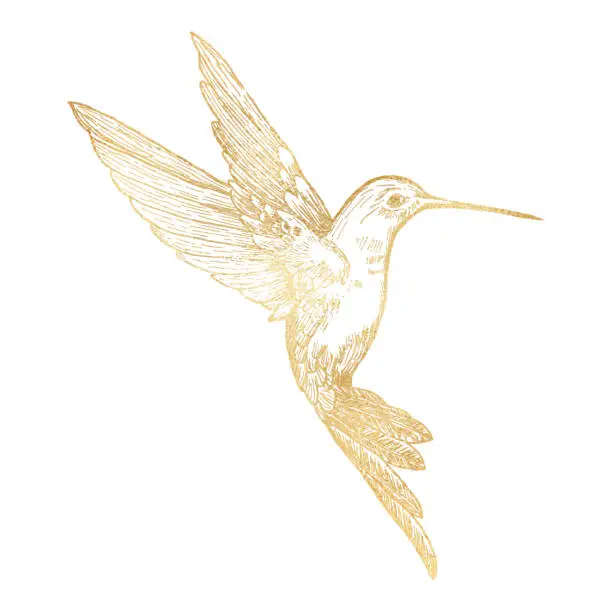 Vector illustration of Gold Bee Hummingbird Isolated. Hand Painted Clip Art Design Element.
