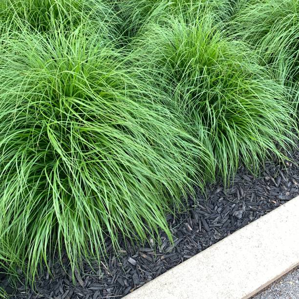 istock Long Grasses by a Curb 1248533524