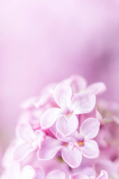 istock Soft and gentle pink lilac flowers 1248537167