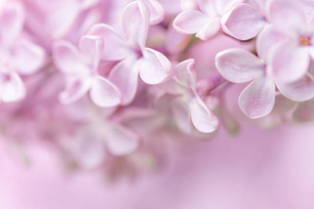 istock Soft and gentle pink lilac flowers 1248537249