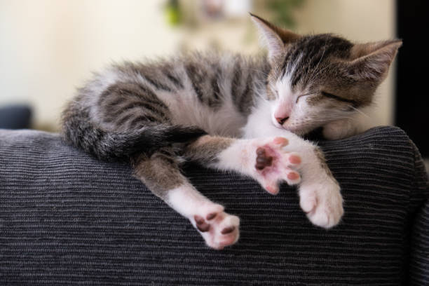 istock cat stretching asleep at home 1248537819