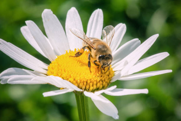 istock Bee on the blooming chamomile flower. 1248538567