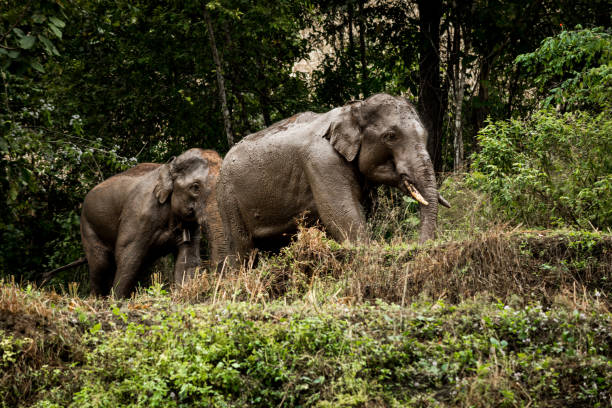 istock Asian Elephant Majestic, powerful, grazing in the Rain Forrest 1248541365