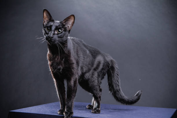 istock Smart playful black cat on a black background 1248541650