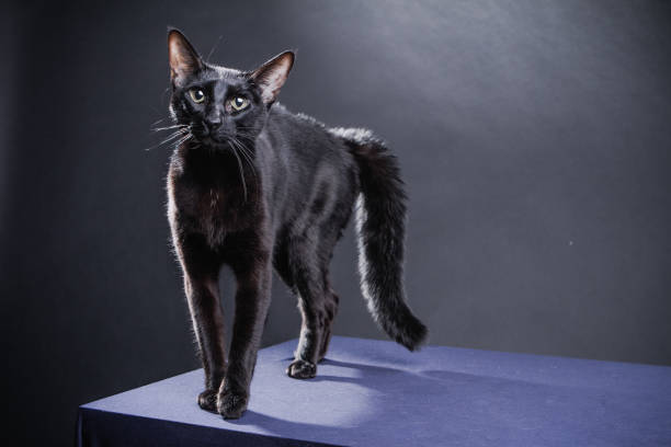 istock Smart playful black cat on a black background 1248541658