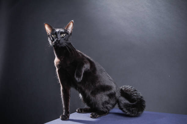 istock Smart playful black cat on a black background 1248542169