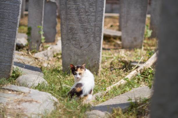 cat istanbul monuments cemetery summer grass quiet place ancient sorrow